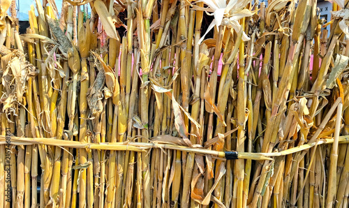 Rustic fence made from dried corn stalks and natural organic fibers for sustainable garden decor or traditional rural landscaping.