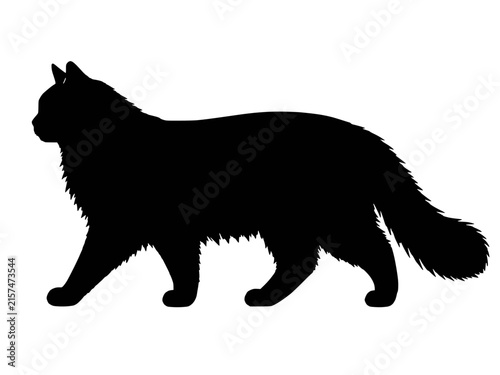 Konstfotografi Burmilla Longhair cat silhouette vector icon, medium feline breed with soft fluf
