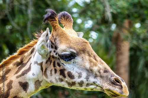 Photography Giraffe (Giraffa camelopardalis) Head Portrait Close-Up