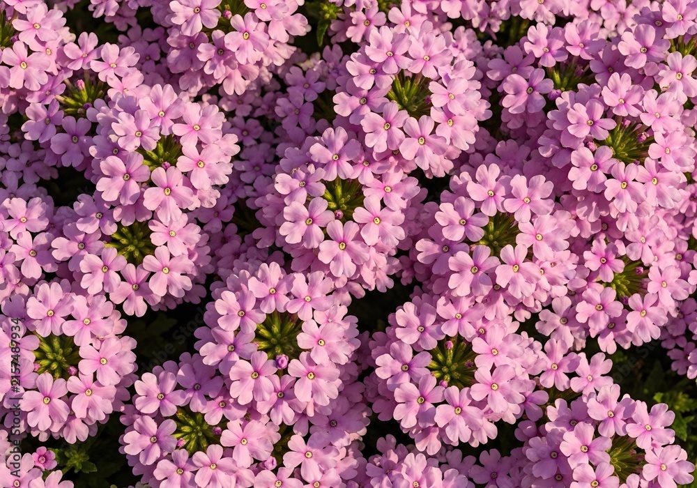 Fototapeta premium Beautiful clusters of tiny pink flowers blooming in a spring garden