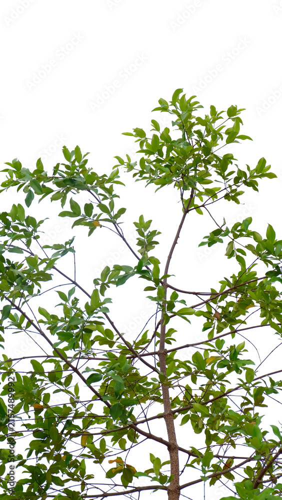 Fototapeta premium Green tree branches and fresh foliage composition, isolated on a transparent background