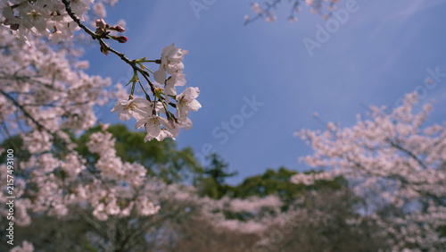 日本の春の風景・桜と青空