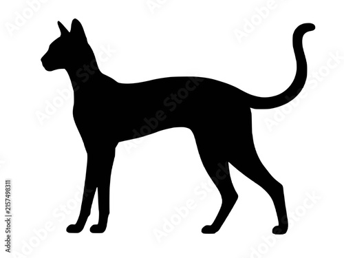 Foto Egyptian Mau cat silhouette vector icon, lean athletic medium feline breed with