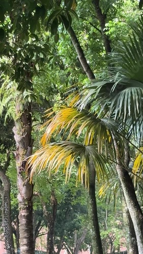 Malaysia, Kuala Lumpur 15.08.2026 - A walk in the park, beautiful Asian trees, palm trees and colorful leaves. Tree root trunks, wooden vines at every step