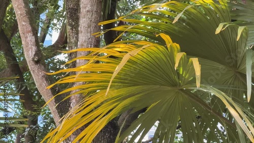 Malaysia, Kuala Lumpur 15.08.2026 - A walk in the park, beautiful Asian trees, palm trees and colorful leaves. Tree root trunks, wooden vines at every step
