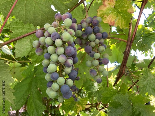 Weinbeeren am Strauch 