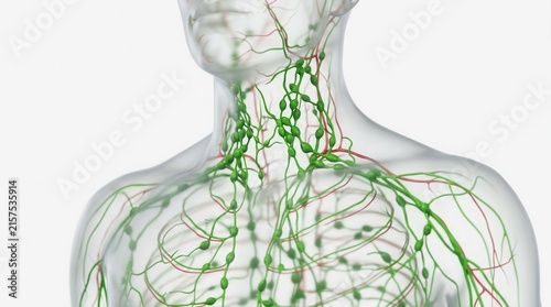 3D illustration of the human lymphatic system isolated on a white background.