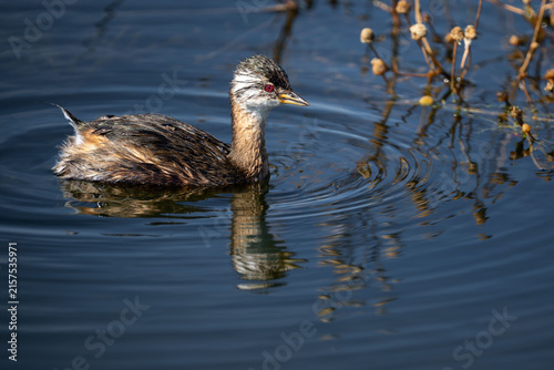 Foto A juvenile white tufted grebe swims through rippled water beside dried reeds
