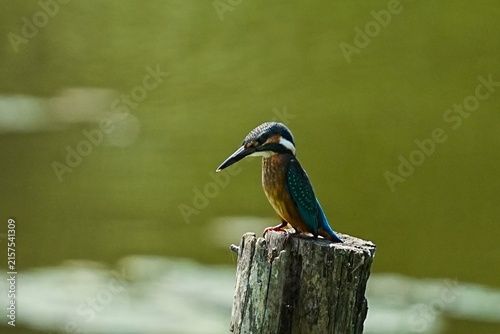 Kingfisher Perched on Wooden Post