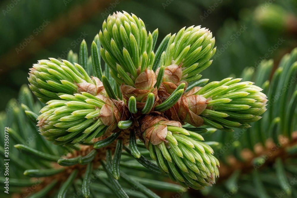 Obraz premium New green spruce buds emerge from brown cones on a pine tree branch. Tiny needles grow in clusters, showing spring growth and fresh nature awakening in a forest.