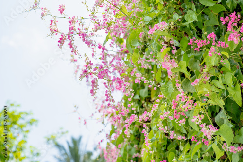 Fotografía Pink coral vine flowers (Antigonon leptopus) blooming near water in a tropical garden