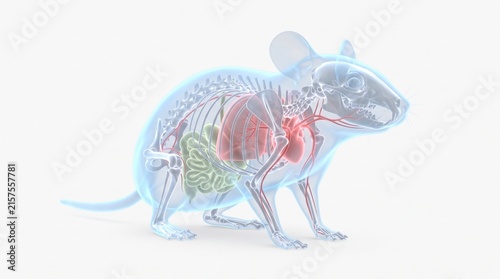 X-ray transparent animal anatomy holographic illustration