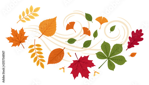 Fotografie Autumn leaves blowing in the wind vector illustration featuring maple, oak, ginkgo, and chestnut foliage on white background