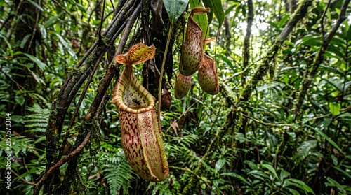 Carnivorous Pitcher Plant or Monkey cups growing in Rainforest Jungle. Carnivorous Plant Lures In and Eats Insects Hangs from Vines, Borneo, Malaysia.
