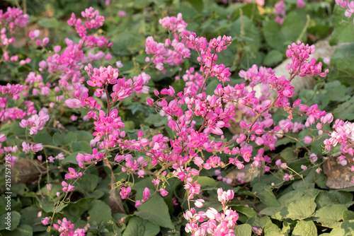 Cuadro en lienzo Vibrant pink Mexican creeper flowers (Antigonon leptopus) blooming in full sun