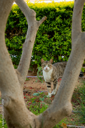 Canvas Print cat and tree