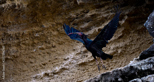 flying Northern bald ibis // fliegender Waldrapp (Geronticus eremita) - Vejer de la Frontera, Andalusia, Spain