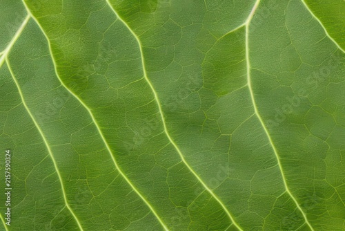 Botanical leaf shadows on a textured wall
