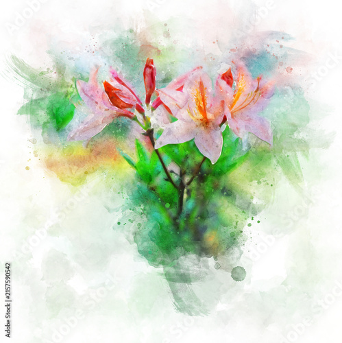Pink and orange azalea flowers blooming with buds watercolor illustration isolated on transparent background.