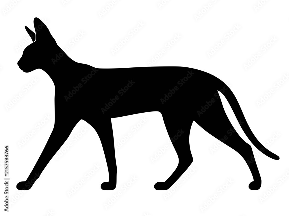 Fototapeta premium Savannah cat silhouette vector icon, very tall long legged feline breed with large upright ears walking black shape isolated on transparent background