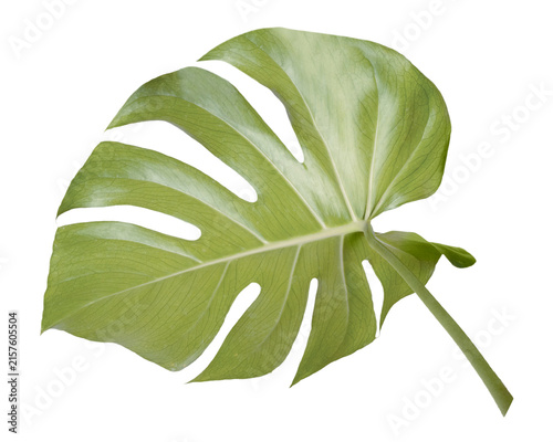 Monstera leaf png sticker, botanical, transparent background
