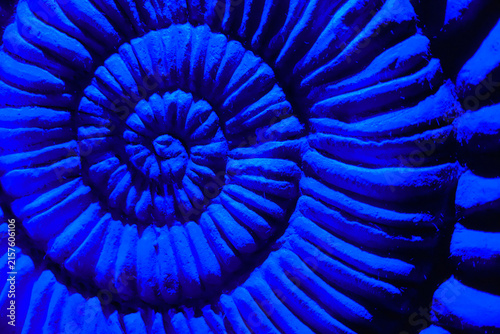 Canvastavla Macro photography of the intricate spiral geometry and ridges of an ammonite fossil in bright blue light