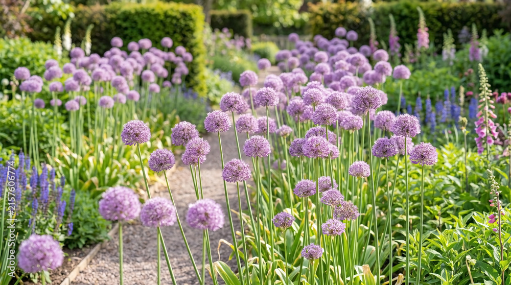 Obraz premium Gravel walkway winds through flowering allium garden in full bloom. Purple globe blossoms line flowering allium garden during late spring.