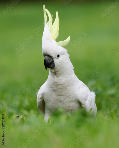 Foto Sulphur Crested Cockatoo on green grass in winter