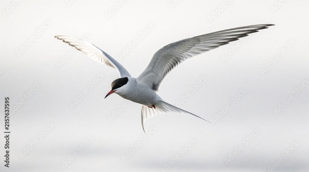 Obraz premium Arctic Tern bird flies with wings spread wide against white backdrop. Elegant seabird soars, its plumage detailed in soft light, conveying freedom and grace. Solo aviator drifts through airy space.