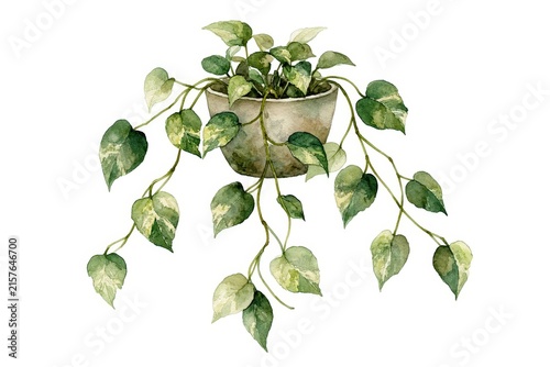 This watercolor illustration depicts a trailing green plant growing in a ceramic pot.