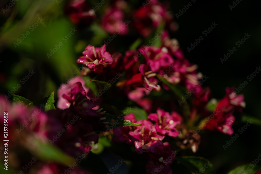 Obraz premium bee on pink flower