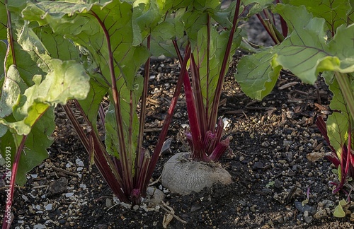 Harvesting Beetroot!