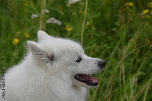 A happy white dog (Japanese Spitz) in nature.
