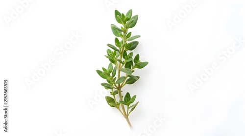 Fresh green sprig of thyme herb isolated on a white background for culinary photography.