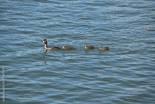 A great crested grebe family in water.