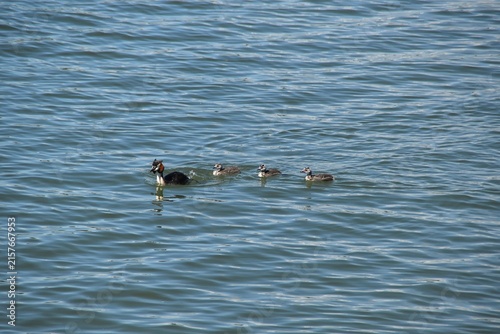 A great crested grebe family in water.
