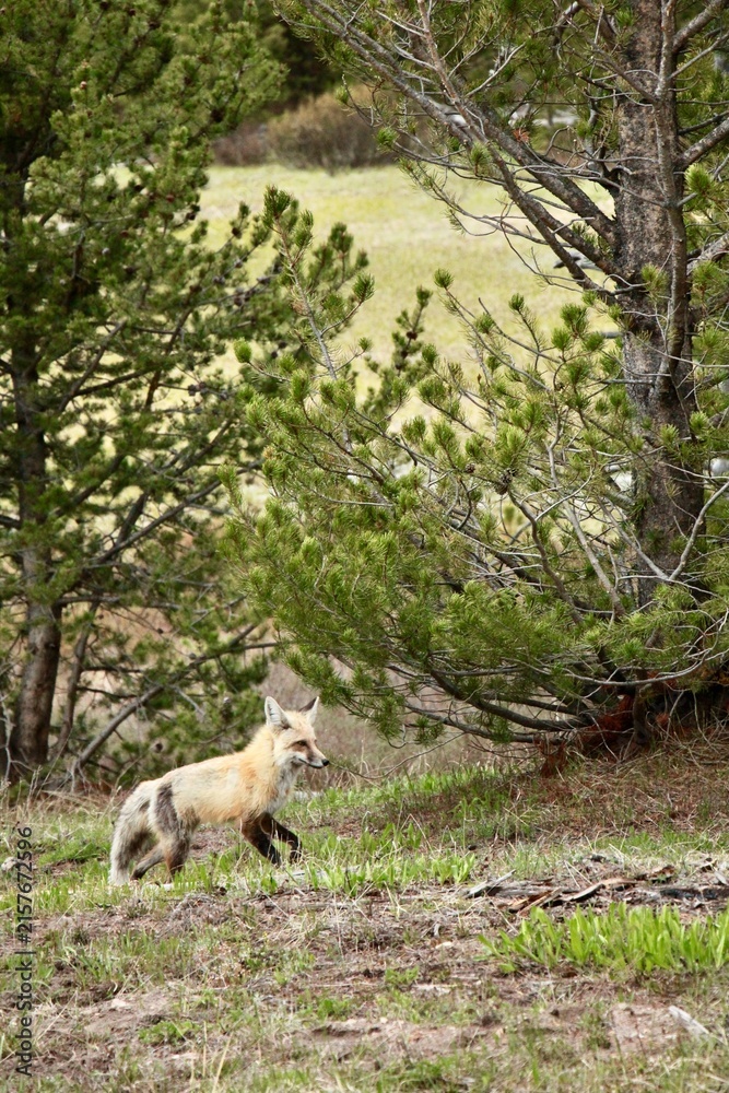 Obraz premium Vertical shot of a wild red fox walking briskly near pine trees, Yellowstone National Park
