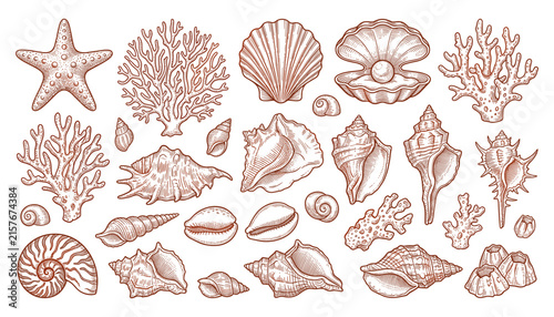 Vintage Hand Drawn Seashell and Coral Reef Vector Engraving Set with Starfish Pearl Oyster Nautilus and Barnacle Elements for Marine Life Graphic Designs