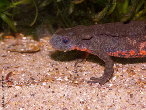 Bild auf Leinwand Closeup on a male Japanese fire-bellied newt, Cynops pyrrhogaster