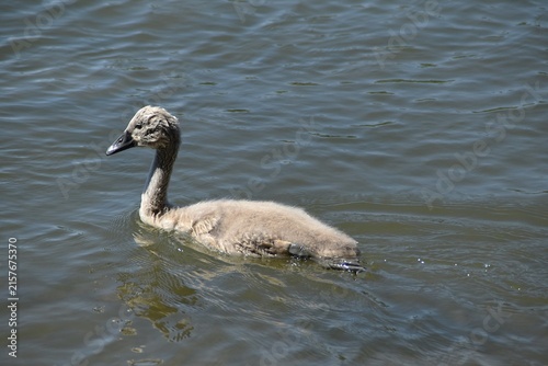 A cute young mute swan in water.