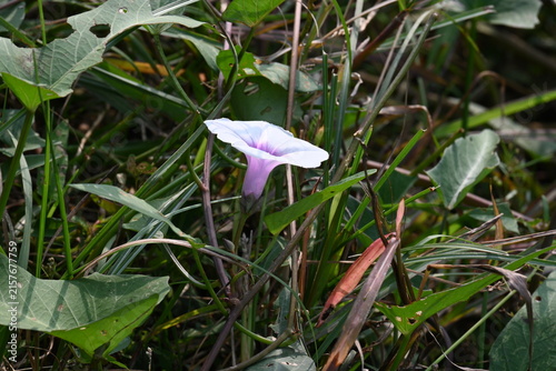 Ipomoea aquatica plants with flowers. Its common name is water spinach and kangkung. It is a semi-aquatic, tropical plant grown as a vegetable for its tender shoots. 