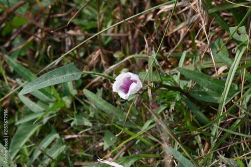 Ipomoea aquatica plants with flowers. Its common name is water spinach and kangkung. It is a semi-aquatic, tropical plant grown as a vegetable for its tender shoots. 
