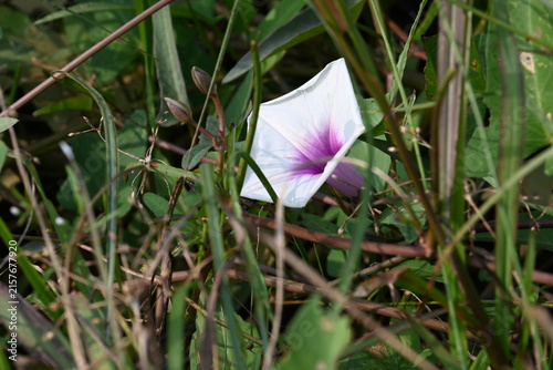 Ipomoea aquatica plants with flowers. Its common name is water spinach and kangkung. It is a semi-aquatic, tropical plant grown as a vegetable for its tender shoots. 