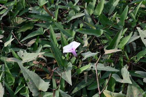 Ipomoea aquatica plants with flowers. Its common name is water spinach and kangkung. It is a semi-aquatic, tropical plant grown as a vegetable for its tender shoots. 
