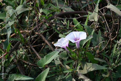 Ipomoea aquatica plants with flowers. Its common name is water spinach and kangkung. It is a semi-aquatic, tropical plant grown as a vegetable for its tender shoots. 