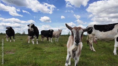 Goat with a herd of grazing cows in a peaceful rural pasture. Natural countryside landscape with livestock feeding on green grass.