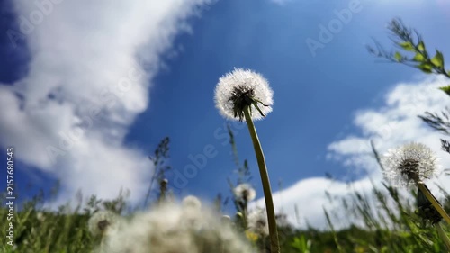 White dandelion seed head gently swaying in the breeze, viewed from below against the sky.