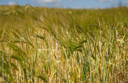 Canvas Print A barley field in summer under a blue sky