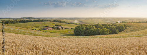 Rural summer landscape golden wheat field with farm and trees