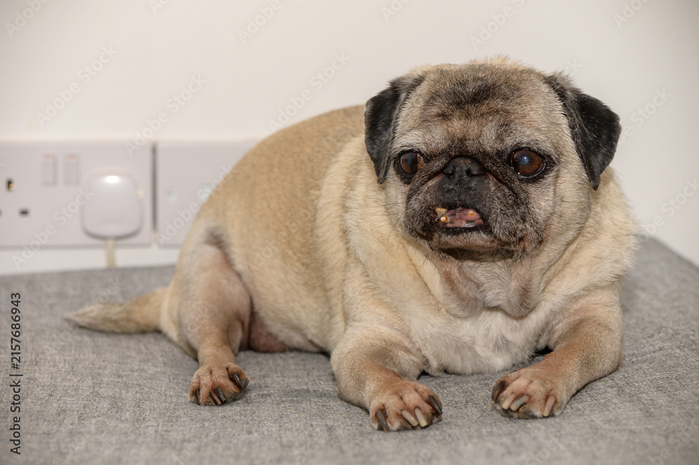 Obraz premium Old pug resting on sofa at home